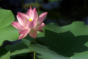 beautiful Lotus Plant