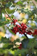 enchanting Holly Winter Decoration