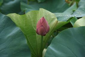 enchanting Lotus Flowers