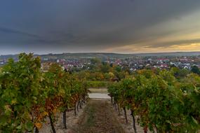 vineyards on the banks of the Mosel River against the backdrop of the city