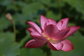 Close-up of the beautiful, purple, red, pink and yellow lotus flower with green leaves on the water