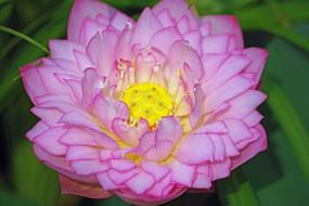 perfect lotus flower