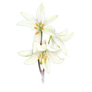 white lily flowers on white background