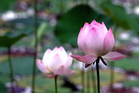 purple and white lotuses in the temple pond