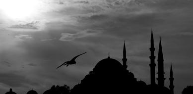 Silhouette of the beautiful mosque and flying bird in Ä°stanbul, Turkey