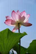 amazing Kite Lotus Water