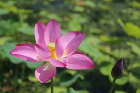 pink pond lily in sunny day
