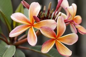 beautiful Frangipani Plumeria flower