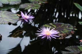 Lotus Kite flower