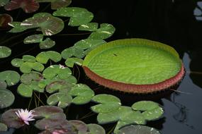 water lilies in the pond of a Buddhist temple