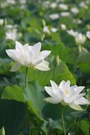 beautiful Kite Lotus Nature
