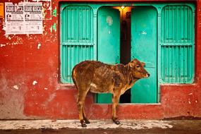 Holy Cow, brown calf on street in front of green Door, india