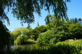 Pond Trees
