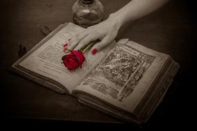 hand with red rose on prayer book in church
