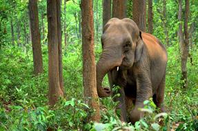 Elephant Indian in forest