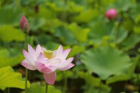 Lotus flower and buds at leaves
