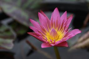 open pond lily