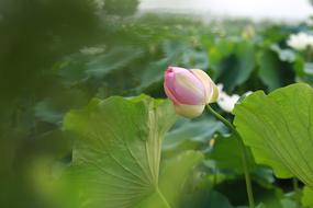 Close-up of the beautiful, blossoming, pink, yellow and green lotus with green leaves