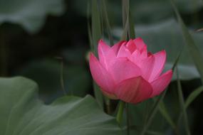 Kite Water Lilies