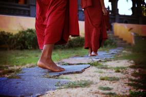 Buddhist monks walk barefoot in puddles