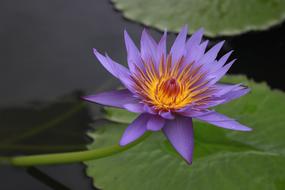 Beautiful, violet, yellow and purple lotus with green leaves, on the pond