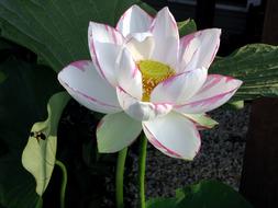 splendid Lotus Flower