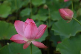 beautiful Kite Lotus Water Lilies