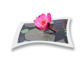 Lotus Flower Nature drawing