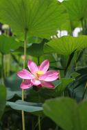 tender little lotus in the pond of a temple in Asia