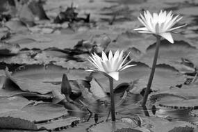 Water Lily Black White