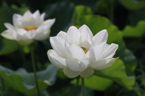 white Lotus Nature