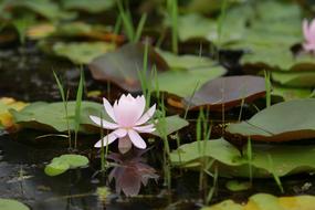 pastel lotus on the pond