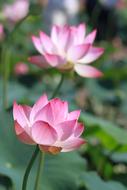 beautiful Kite Lotus pink flowers