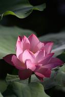 wonderful Lotus Pink