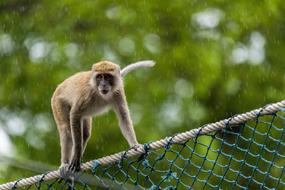 monkey on a wire fence on a blurred background