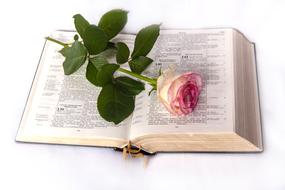 Beautiful Bible and Rose at white background