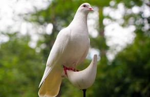 beautiful Dove Bird Nature