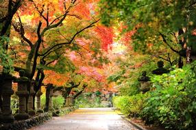 Autumnal Leaves on trees
