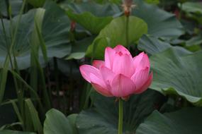 beautiful Kite Lotus Lilies