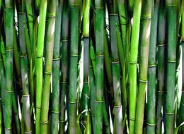 wonderful Bamboo Forest Green