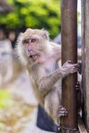 Monkeys Ape Thailand
