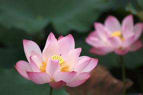 Close-up of the beautiful, blossoming, purple, pink, white and yellow lotus flowers with green leaves