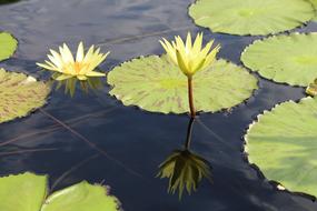 Close-up of the beautiful and colorful lotus flowers, with the leaves, on the pond