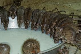 holy rats drinking milk in Karni Mata Temple, india, deshnok