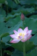 lotus with a bud among the leaves on a pond close-up