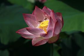 Beautiful purple, white and yellow gradient lotus