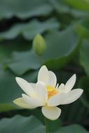 magnificent Kite Lotus Nature