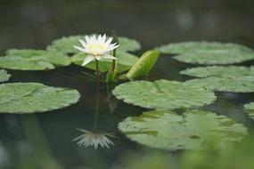 white lotus reflected in water on a blurred background