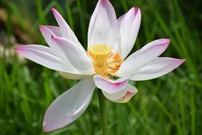 delicate aquatic lotus flower