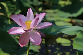 enchanting Lotus Water